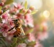 Biene an einer Manuka-Blüte (Foto: AdobeStock_702831869 vxnaghiyev)